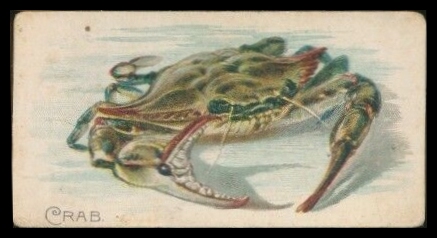 E32 Crab.jpg